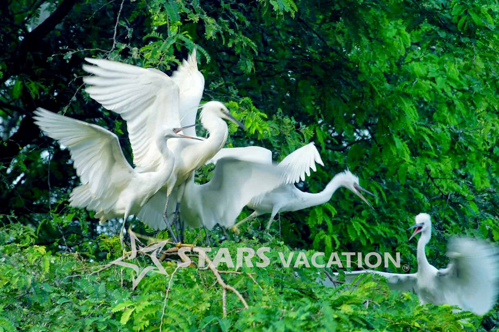 1-Day Explore Mangrove Forest CAN GIO